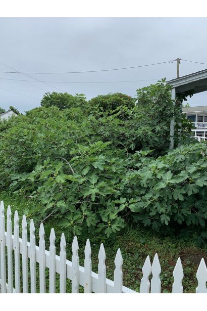 Использование инжира Адриатический в ландшафтном дизайне